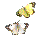 Бабочка (438)
