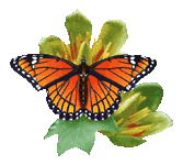 Бабочка (670)