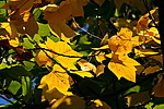 Лики осени. Желтые листья клена