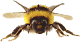 Настоящая пчела