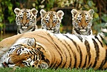 Тигрица отдыхает, на нее смотрят три тигренка