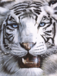 Белый тигр (1)