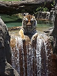 Тигр на краю водопада
