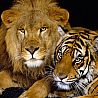 Друзья. Лев и тигр