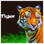 Тигр (8)
