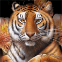 Тигр (31)