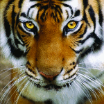 Злой взгляд тигра