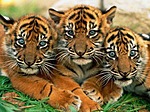 Взгляд трех тигров. Семейный портрет
