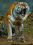 Мать и сын-тигренок. Превые трудности  воспитания