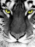 Тигр-болтун
