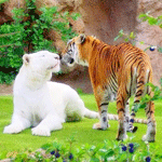 Тигры знакомятся