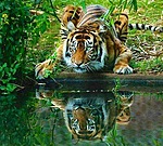 Тигр любуется своим отражением в воде