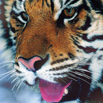 Тигр (24)