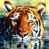 Тигр плавает