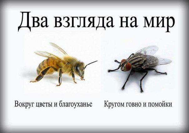Два взгляда на мир, пчелы и мухи