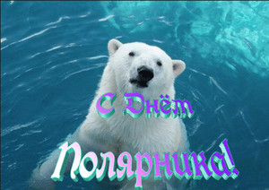  <b>21</b> мая День Полярника. Белый медведь в воде 