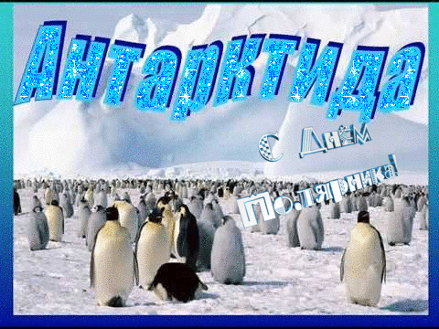 21 мая День поляпника.Пингвины