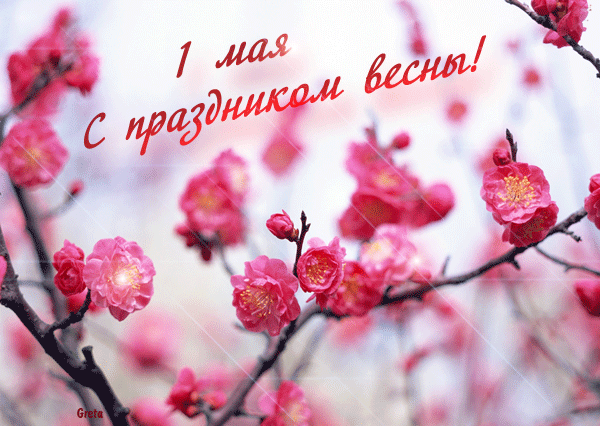 Открытка. С праздником весны! 1 мая! Цветущая розовыми цв...