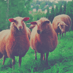  Овцы на <b>лугу</b> 