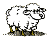 Спокойная овечка