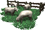 Овцы пасутся в загоне
