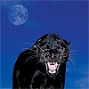 Черная пантера на фоне луны
