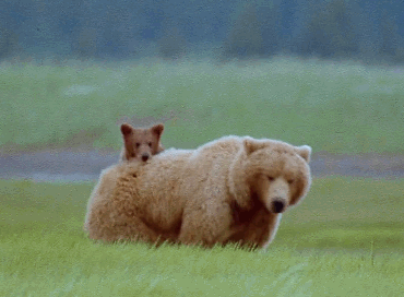 медведица с медвежонком играет в траве