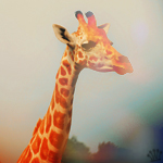 Жираф пристально смотрит