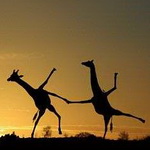 Брачные танцы жирафов