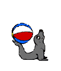 Морской котик играет с мячиком