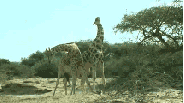 Жирафы выясняют отношения