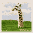 Жираф бежит и падает