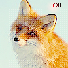 Лиса,fox