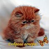  Доброго вечера! Рыжий котенок <b>смотрит</b> на бабочку 