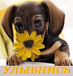 Улыбнись! Собака и цветок