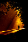 Мужчина идет по дороге через лес, которую освещают солнеч...