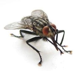 Большая муха глазастая
