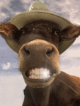Улыбка коровы в шляпе
