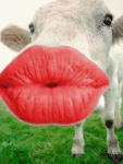 Поцелуй коровы