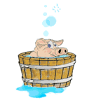 Свинка купается в тазике