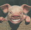 Смеющаяся свинья