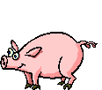 Свин танцующий