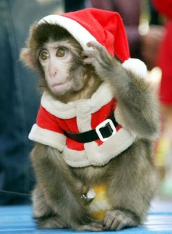Новогодняя обезьянка. monkey