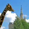 Жираф соревнуется со зданием по высоте
