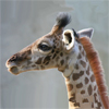 Голова молодого жирафа