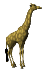 Жираф рассматривает