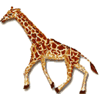 Шагающий жираф