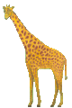 Красивый жираф