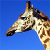Голова жирафа на фоне неба