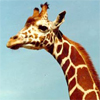 Голова и шея пятнистого жирафа